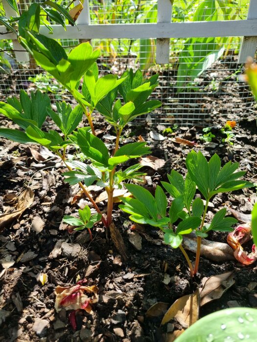 Unga växter i solljus nära staket; gröna blad, mörk jord, rotnande växtrester.