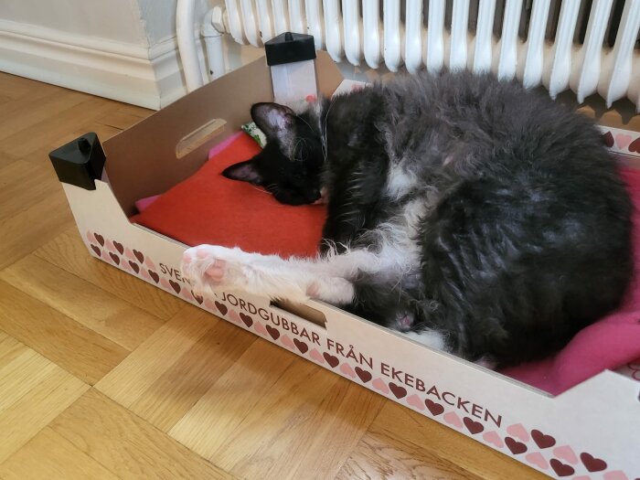 Katt sover i låda med texten "Svenska jordgubbar från Ekebacken", röd filt, vid element, golv i trä.