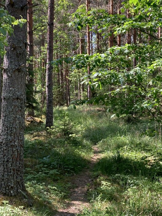 En skogsstig omgiven av gröna träd och buskar under en solig dag.