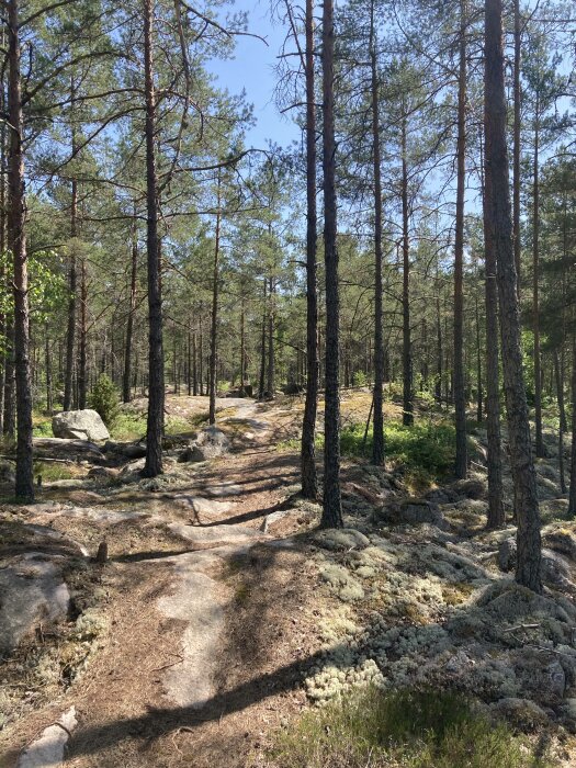 Solig skogsväg, tallar, stenblock, mossa, skuggor, naturskönt, friluftsliv, vandringsled, stig, sommardag.