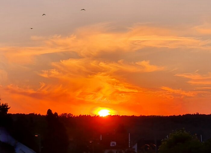 Solnedgång med dramatiska moln, orange himmel, silhuetter av träd, fåglar i flykt.