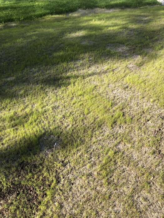 Ett solbelyst gräsbevuxet fält med skuggor av träd, sparsamt bevuxet i vissa delar.