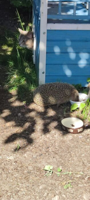 Igelkott äter ur skål, katt tittar på bakom blått trästaket utomhus. Soligt, grönt gräs, skuggor.