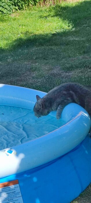 Grå katt sträcker sig över kanten på en blå uppblåsbar pool.