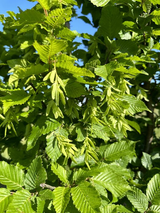 Lummig gröna löv närbild, sannolikt en bok eller hassel, soligt, frisk natur, dagsljus, friska blad, vår eller sommar.