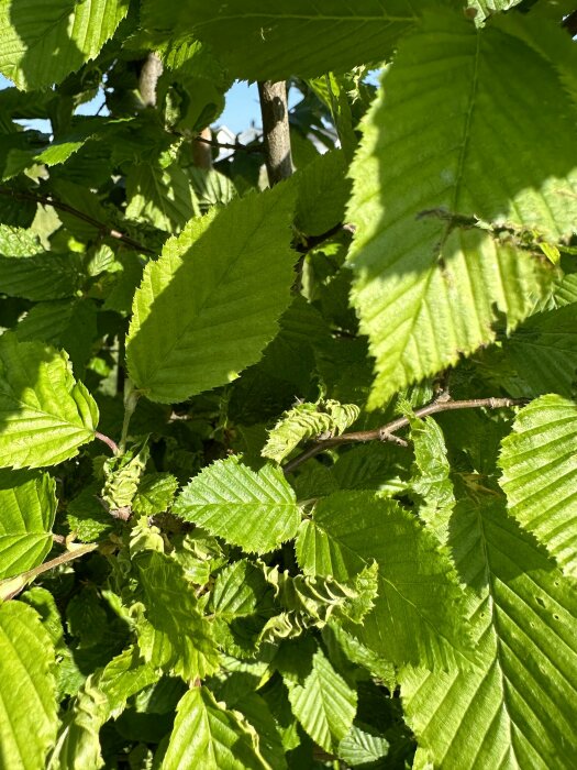 Gröna löv i solljus med skuggor, närbild på en buske eller ett träd, frisk vår- eller sommarväxtlighet.