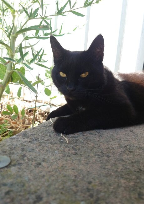 Svart katt vilar vid fönster, gula ögon, gröna växter, dagsljus, stenig yta.