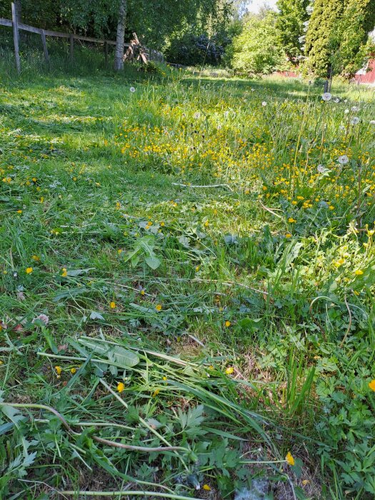 En blomstrande äng med maskrosor och gula blommor under soligt väder.