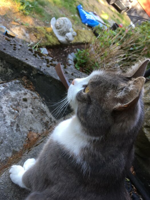 Gråvit katt sitter utomhus, tittar upp. Trädgård, mossbeklädda stenar, figur och blå väska i bakgrunden.
