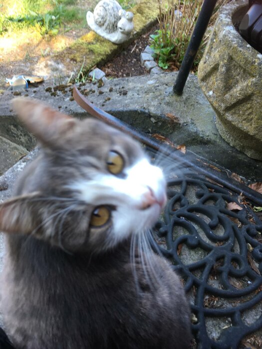 Gråvit katt förgrunden, suddig. Trädgård, stenstig, konstig stenfågel bakgrunden. Oskarpt, utomhus, dagsljus.