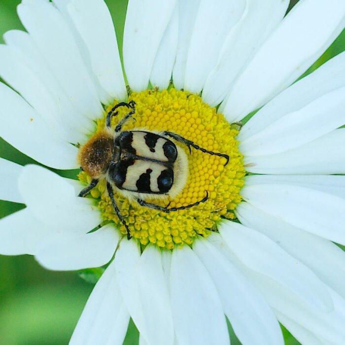 En skalbagge på en prästkrage, gula och vita blommans detaljer framträder, naturmakrofotografi.