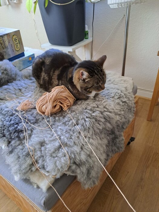 Katt sover på fluffig pläd bredvid garnnystan, inomhusmiljö, naturligt ljus, avkopplande atmosfär.