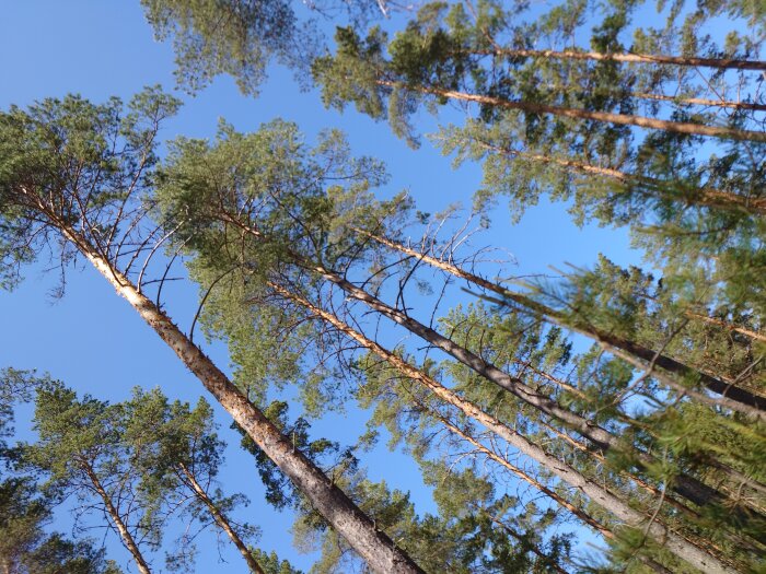 Skog med långa barrträd sett nedifrån, klar blå himmel, solljus, naturens lugn och skönhet.