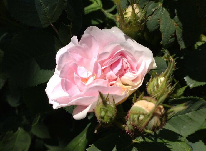 En blommande ljusrosa ros omgiven av knoppar och gröna blad i solljus.