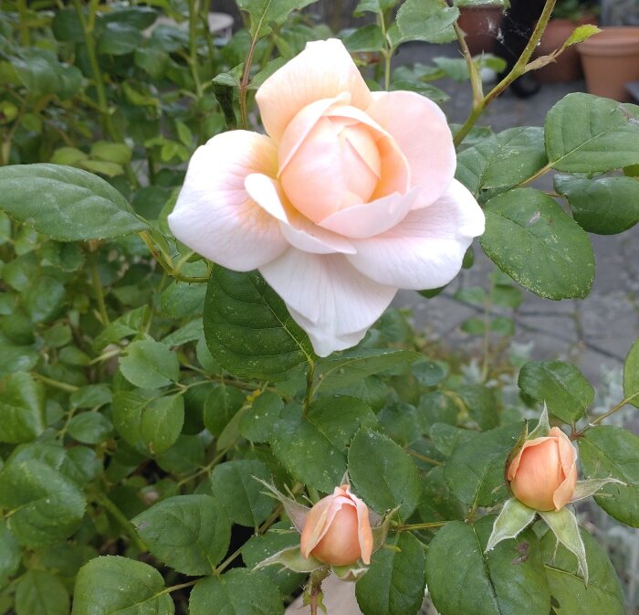 Två blommande rosor, en öppen och en knopp, gröna löv, daggdroppar, naturlig bakgrund.