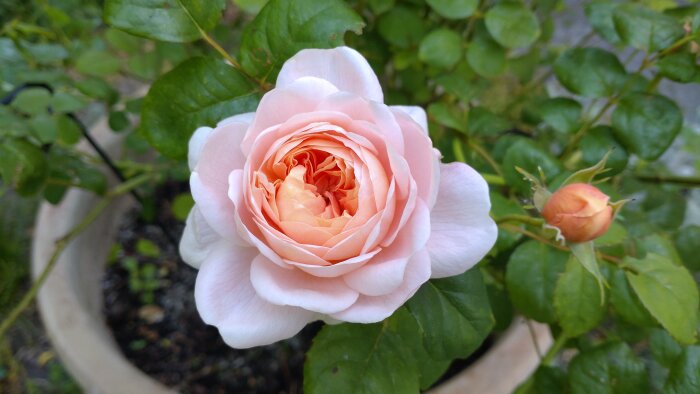 En blommande rosa ros med gröna blad och en knopp i bakgrunden, fokus på blomman, naturlig bakgrund.