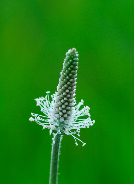 Enstaka planta med vit blomställning mot suddig grön bakgrund. Naturlig makrofotografi, fokus på kronblad och ståndare.