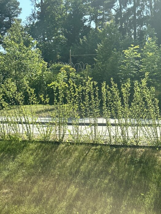 Solig naturvy med gröna buskar, träd, skuggor och ett staket framför skogsbakgrund.