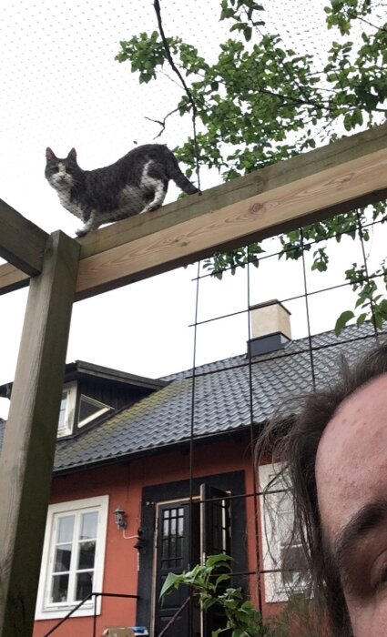 En katt på trästolpe, gröna blad, nätstaket, hus i bakgrunden, del av människas huvud förgrunden.