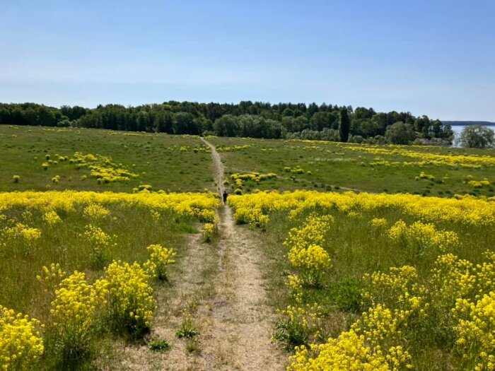 En stig delar ett fält med gula blommor, skog i bakgrunden, klar blå himmel.