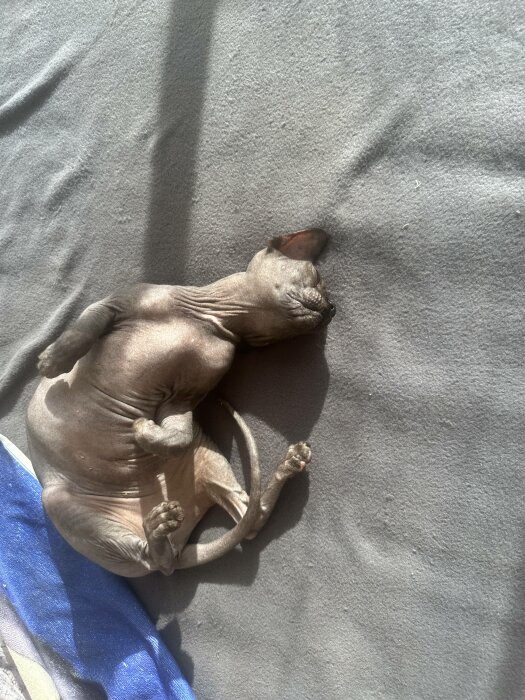 En nakenkatt, troligen en Sphynx, ligger upp och ner solande på en grå filt.