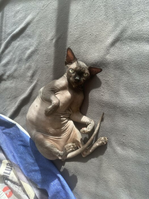 En nakenkatt, troligen en Sphynx, ligger på rygg, njuter av solen på en grå filt.