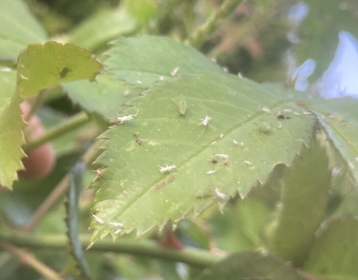 Närbild på grönt blad med tandade kanter och små vita insekter, kanske bladlöss, på ytan.