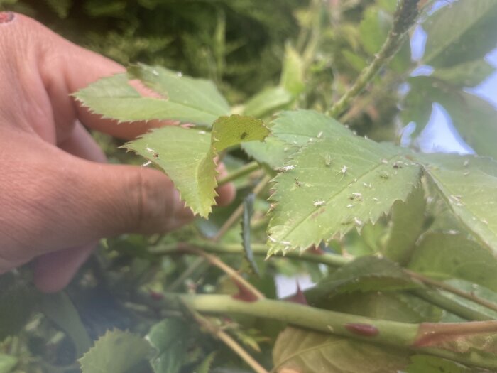 Hand håller löv med små vita insekter, troligen bladlöss, på gröna växtgrenar utomhus.