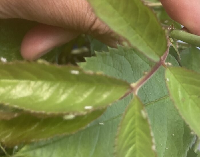 En hand håller gren med gröna blad, oskarp bakgrund, närbild, dagsljus, naturlig miljö.