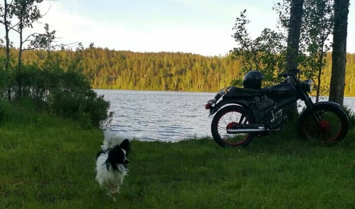 Motorcykel vid sjö, hjälm på sadel, hund i gräset, skog i bakgrunden, sommardag.