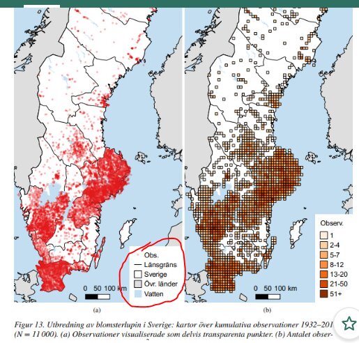 Två kartor av Sverige visar observationer av blomsterlupin från 1932-2021 med olika täthet och frekvens.