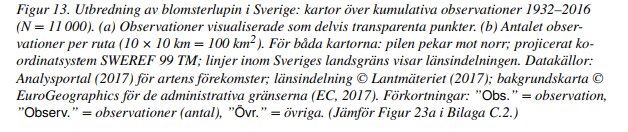 Bildtext om blomsterlupins utbredning i Sverige, kartor och beskrivning av observationer 1932-2016.