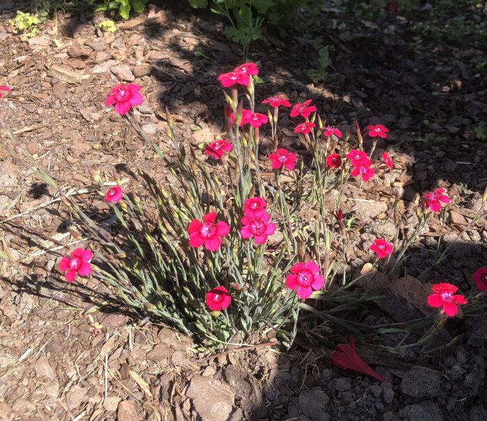En tuva av ljusröda blommor i solsken på en jordbakgrund med flis.