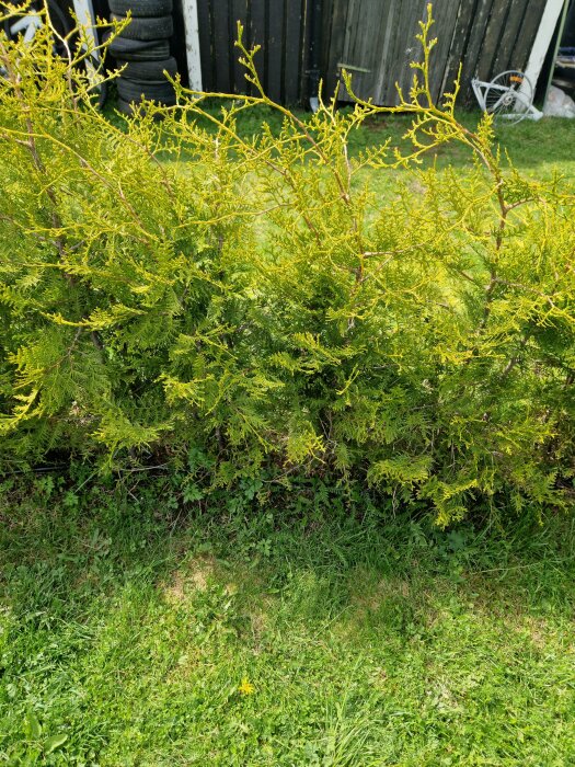 En grönskande buske i en trädgård med gräs och staket bakom.