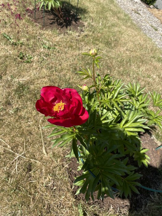 En blomstrande röd pion i soligt trädgårdsland med ogräsmarker och grusväg i bakgrunden.