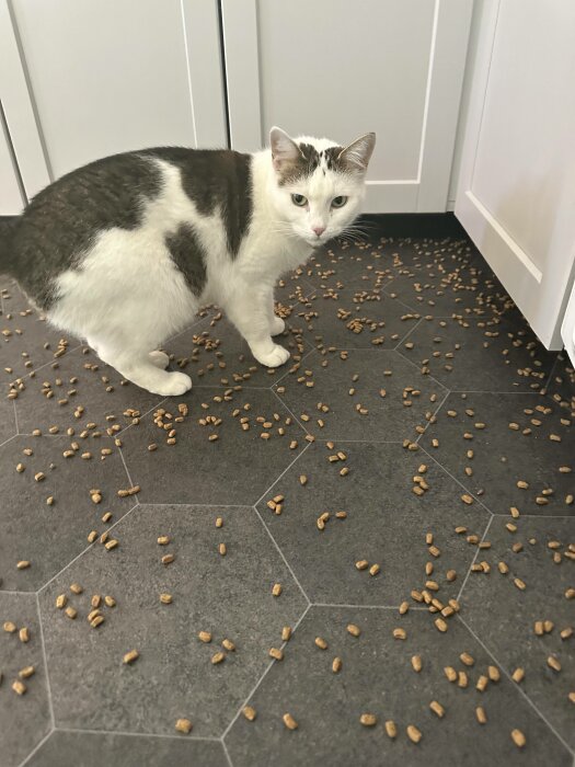Vit och grå katt bredvid utspridda kattfoder på mörkgrått golv inomhus.