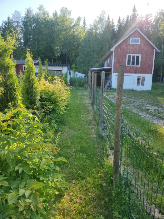 Röd stuga med vita knutar i lummig, solbelyst trädgård, omgiven av staket och grönska, lantlig idyll.