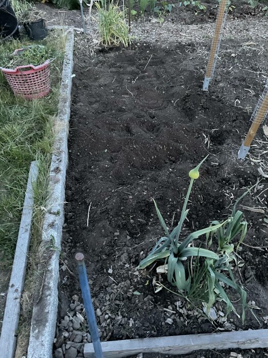 Trädgårdsland med jord, planteringar, grusgång och odlingsstöd. Rosa korg och gröna växter synliga.