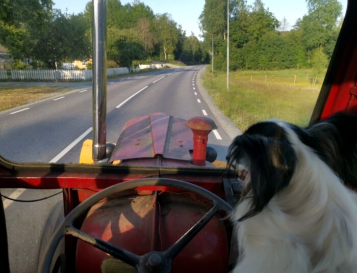 Utsikt från en gammal traktor med hund som passagerare som ser ut på en landsväg omgiven av grönska.