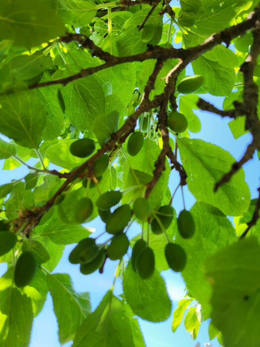 Gröna löv och omogna frukter mot klarblå himmel, sedd uppifrån träets undervegetation.