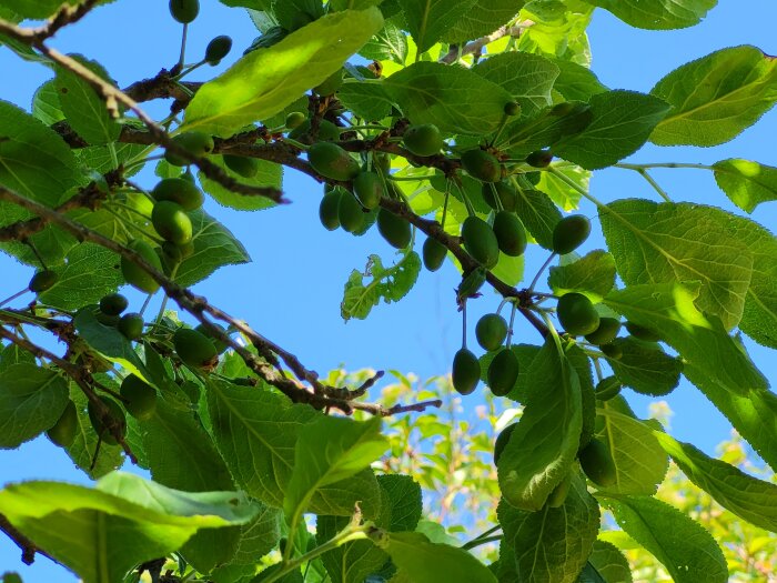 Gröna blad och omogna plommon mot en klarblå himmel.