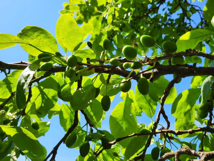 Gröna blad och omogna frukter mot en klarblå himmel. Naturlig, fridfull, dagsljus, sommar, friskt.