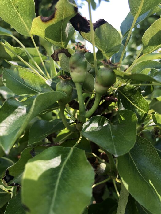 Gröna blad, unga frukter, solljus, frisk natur, ogrupperade omogna äpplen, växande i trädet.