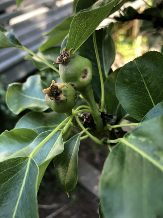 Unga päron på trädet, gröna blad, naturligt ljus, otydlig bakgrund, dagtid.