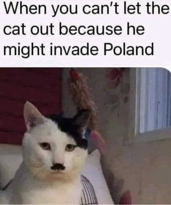 Meme med katt som liknar historisk person, humoristisk text om invasion av Polen.