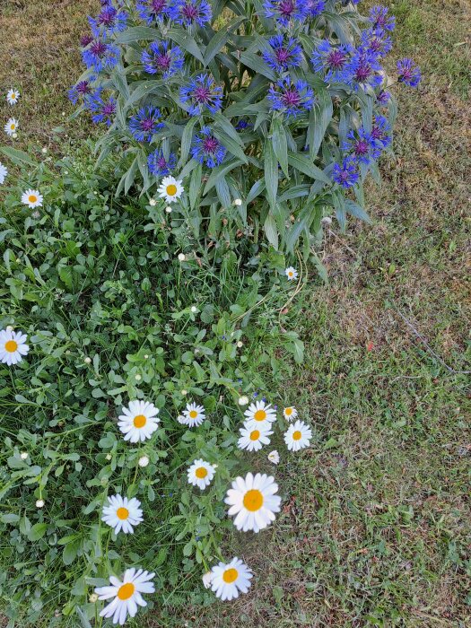 En gräsmatta med blå och vita blommor: riddarsporrar och prästkragar. Naturlig, färgstark, dagsljus, sommar, fridfull.