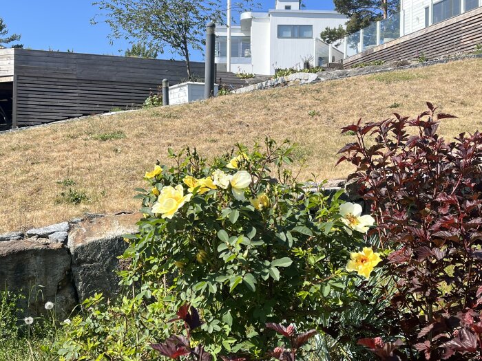 Soligt bostadsområde, blommor i förgrunden, hus och gräsbacke i bakgrunden.