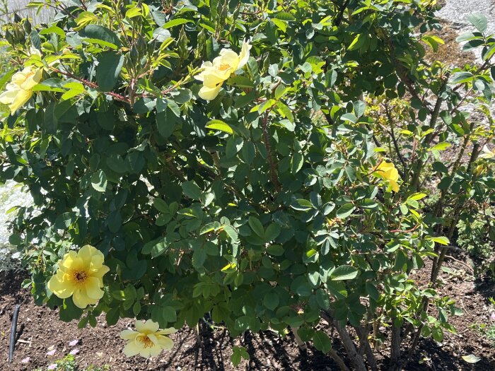 Buske med gula blommor, gröna blad, solljus, jord, trädgårdsväxt i dagtid.