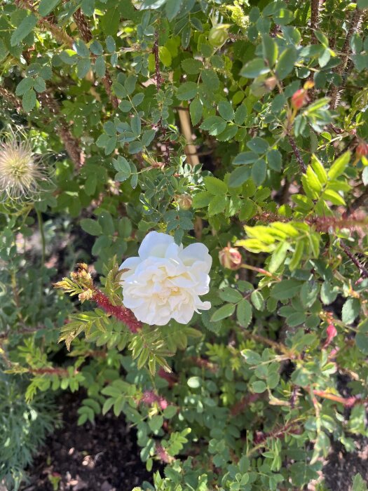 En vit ros mot gröna blad, naturens färger, frodighet, en sommardag.