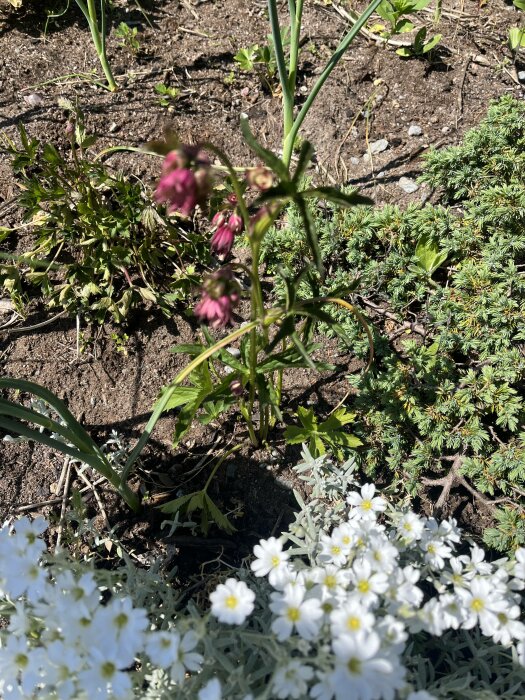 Trädgårdsrabatt med blommande växter, jord och grönska i solljus.